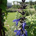 Salvia guaranitica 'Black and Blue' (2)